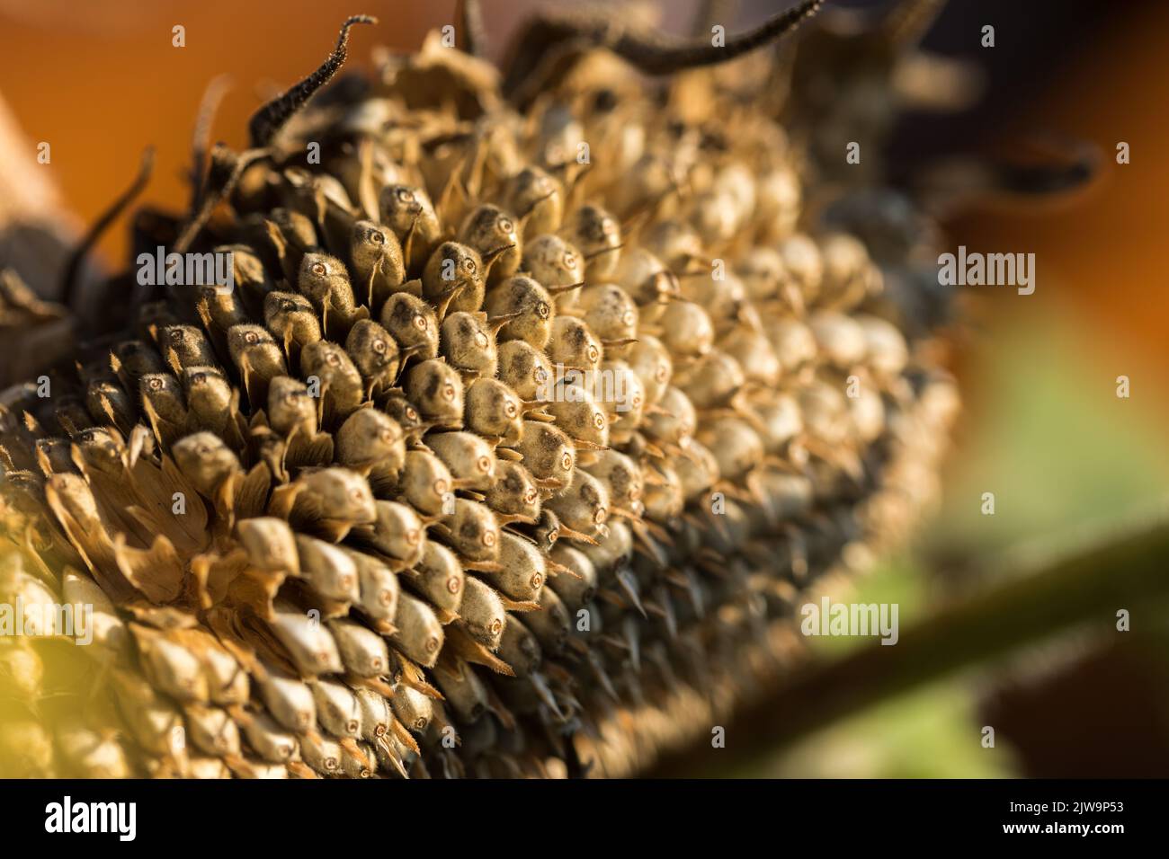 Dopo la stagione crescente i semi di girasole muoiono. Foto Stock