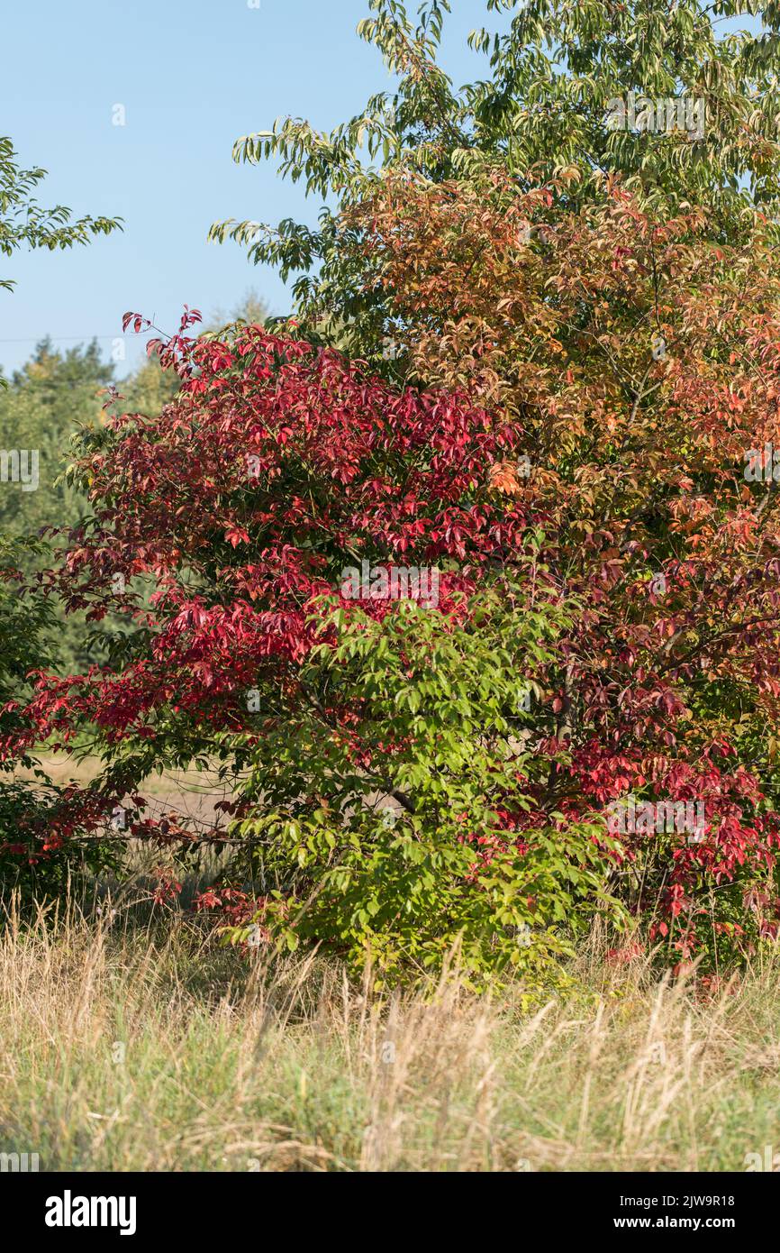 In mezzo al parco in autunno, foglie gialle. Un buon posto per camminare. Foto Stock
