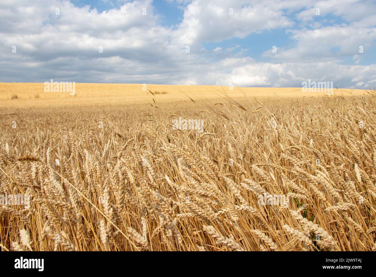 Grano giallo pronto per raccolto che cresce in un campo di fattoria. Bel paesaggio rurale campo di grano. Foto Stock