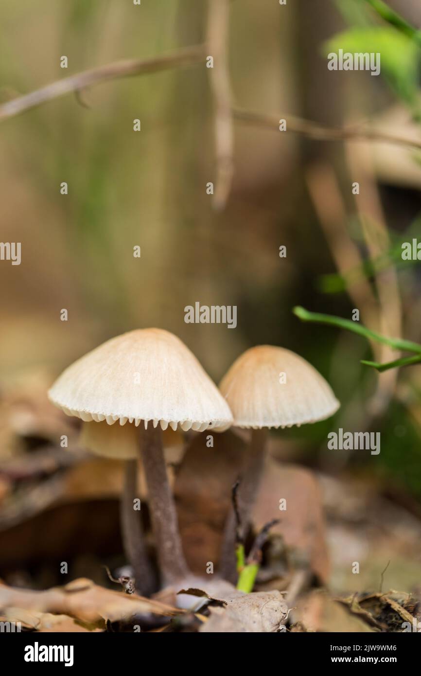 Funghi velenosi e non commestibili nella foresta autunnale. Foto Stock
