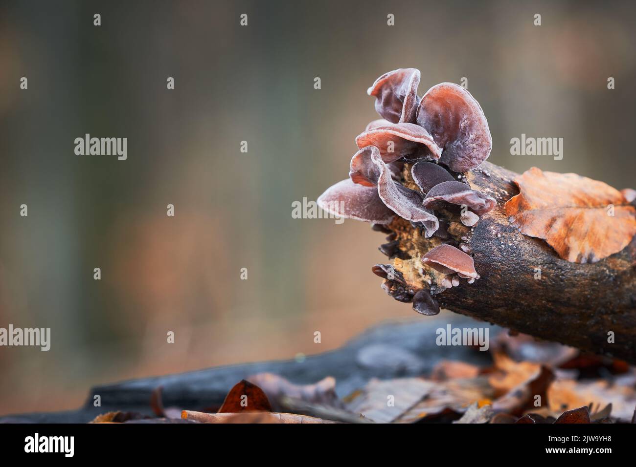 Auricularia auricula-judae - funghi commestibili e sani noti come Ebrei orecchio, orecchio di legno o orecchio di gelatina. Slovacchia. Foto Stock