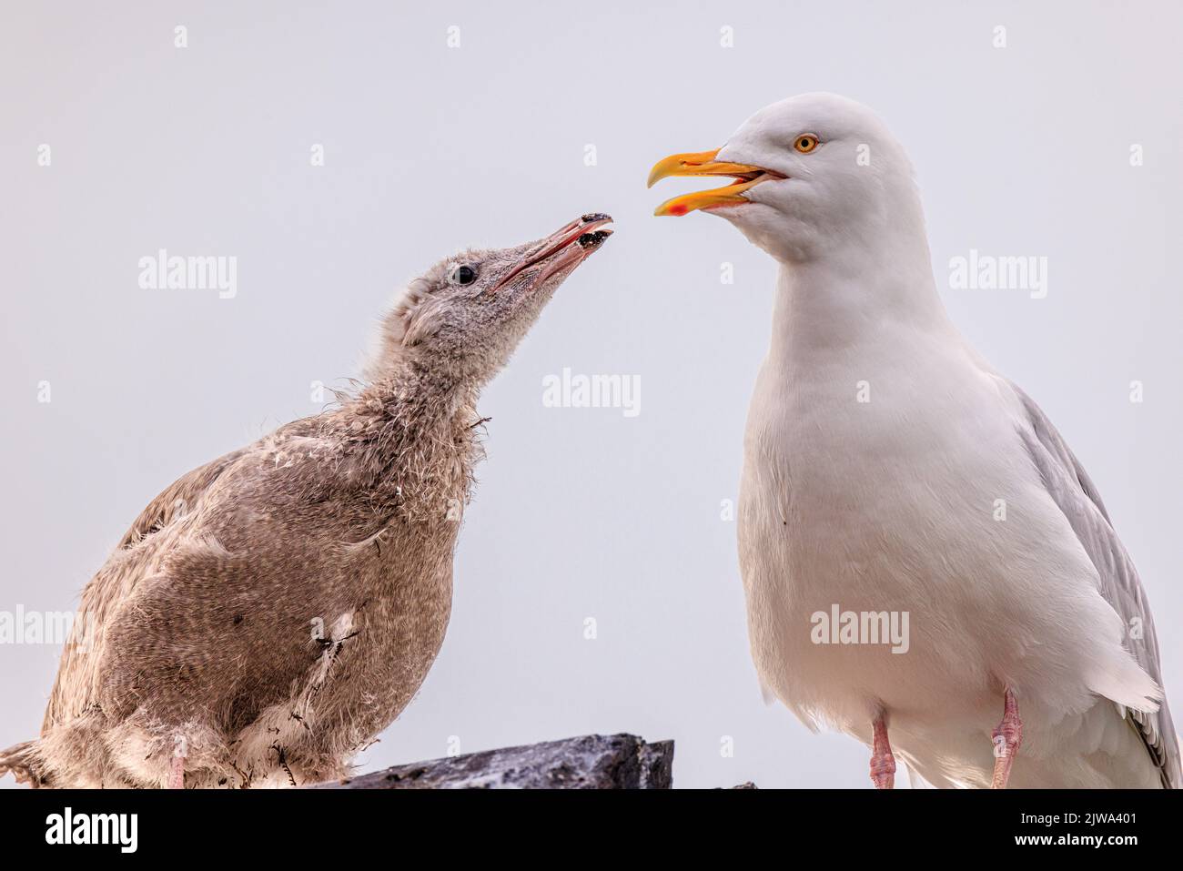 un gabbiano glauous si alza con il becco aperto mentre il relativo pulcino affamato grande raggiunge in su sperando per alimento Foto Stock