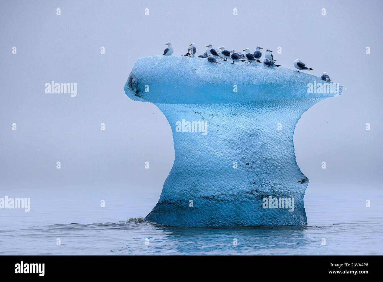 un piccolo gregge di kittiwakes si siede sulla cima di un bellissimo iceberg come una scultura di ghiaccio di un fungo con un gambo blu chiaro e una parte superiore smerigliata Foto Stock