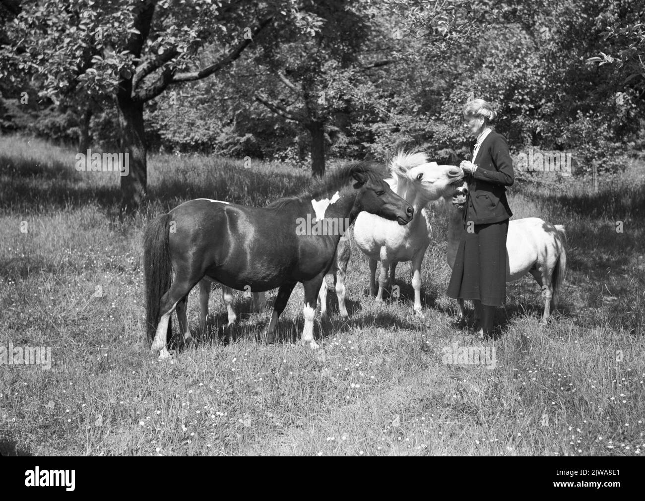 Immagine di una signora (presumibilmente Amalie Gräfin Wolff Metternich von Schall-Riaucour) ai pony e cavalli nel giardino del castello di Hillenraad a Swalmen. Foto Stock