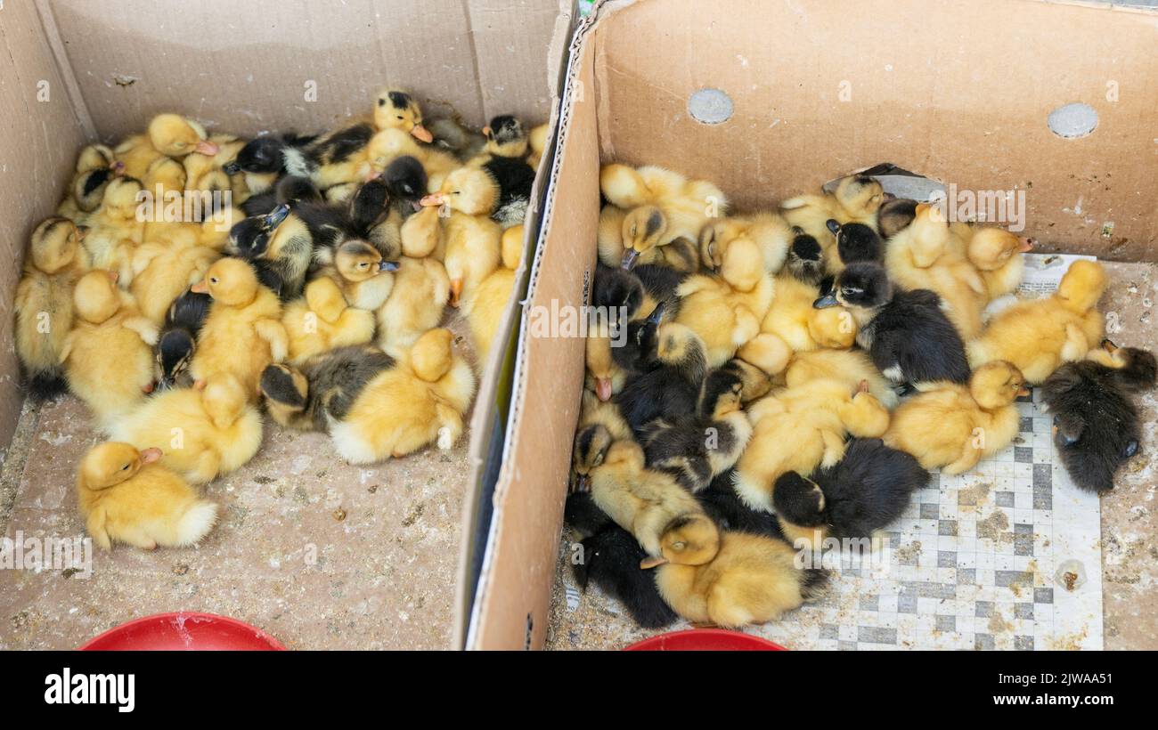 Un mercato locale vende piccoli pulcini e polpette neonati in una scatola di cartone. Concetto per un'azienda agricola. Allevamento di pollame in Kirghizistan Foto Stock