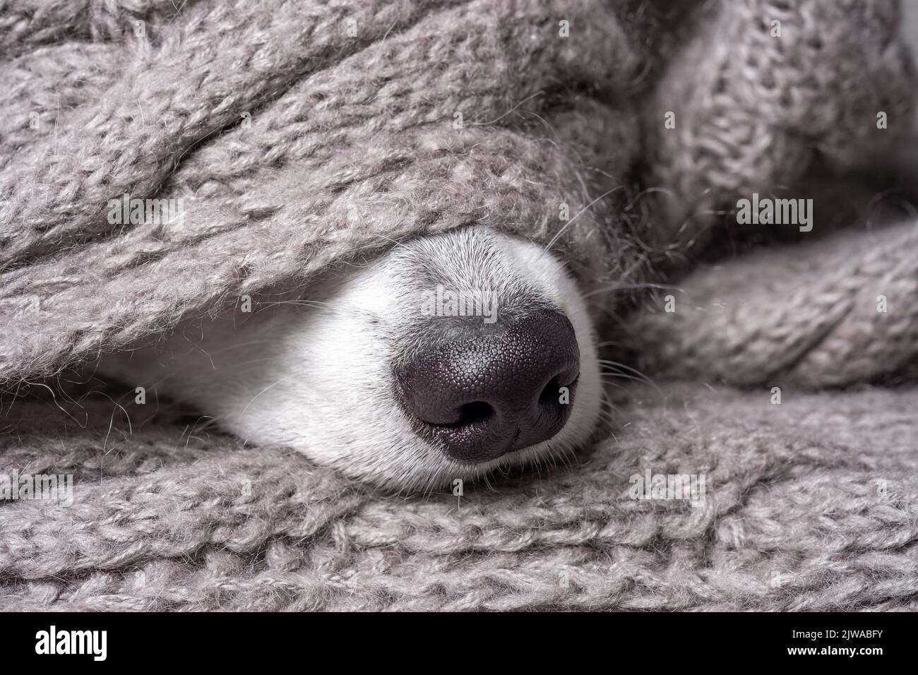 Naso nero di cane coperto in materiale grigio sciarpa Foto Stock