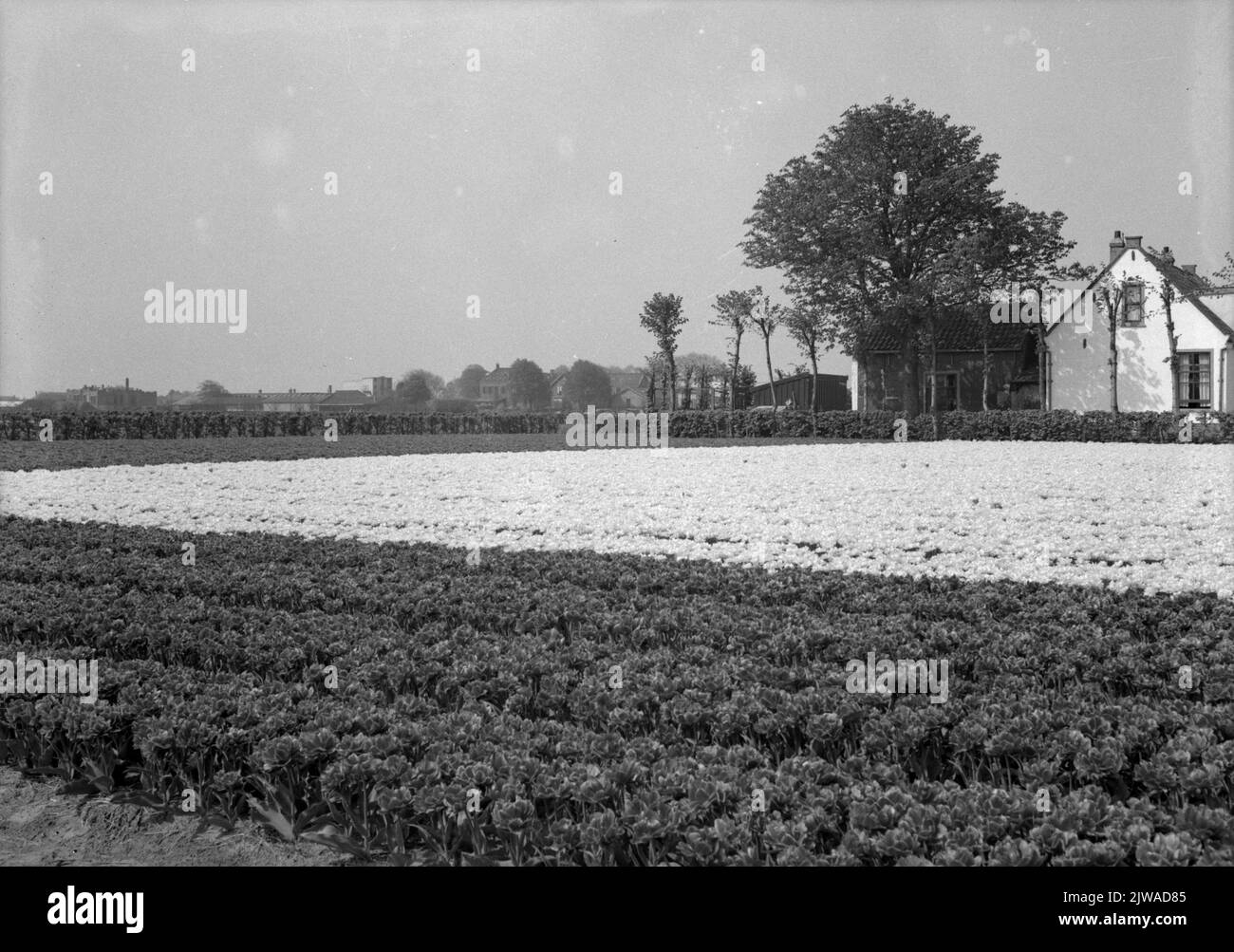 Vista di alcuni campi di lampadine nell'area di Hillegom. Foto Stock