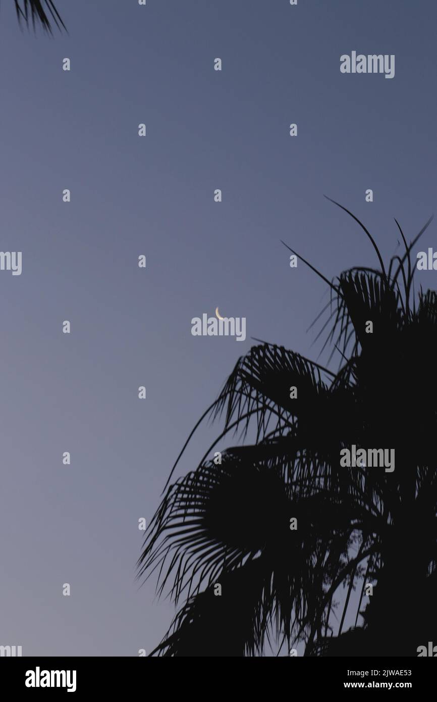 Luna, palma e cielo Foto Stock