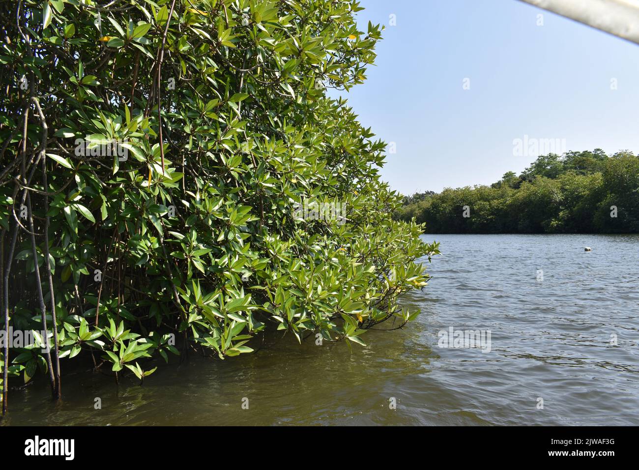 Foresta di Mangroove. Il Madu River Safari e' un'attivita' popolare che deve essere nella lista delle cose da fare di ogni rispettabile portiere di vacanza dello Sri Lanka. Questa indimenticabile attività dura più di due ore e offre al visitatore la possibilità di percorrere i passaggi segreti attraverso le foreste di mangrovie e vedere l'ecologia. Madu Ganga è un corso d'acqua minore che ha origine vicino Uragasmanhandiya nel distretto di Galle dello Sri Lanka, prima di ampliarsi nel lago Madu Ganga a Balapitiya. Il fiume scorre poi per altri 4,4 km prima di scolare nell'Oceano Indiano. Si trova a 88 km a sud di Colombo e a 35 km da Nor Foto Stock