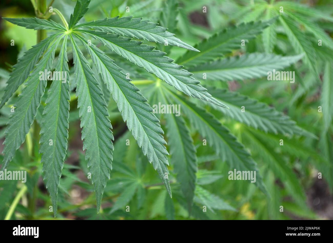 Foglie verdi di cannabis come una tessitura. Può essere utilizzato come sfondo naturale. Foto Stock
