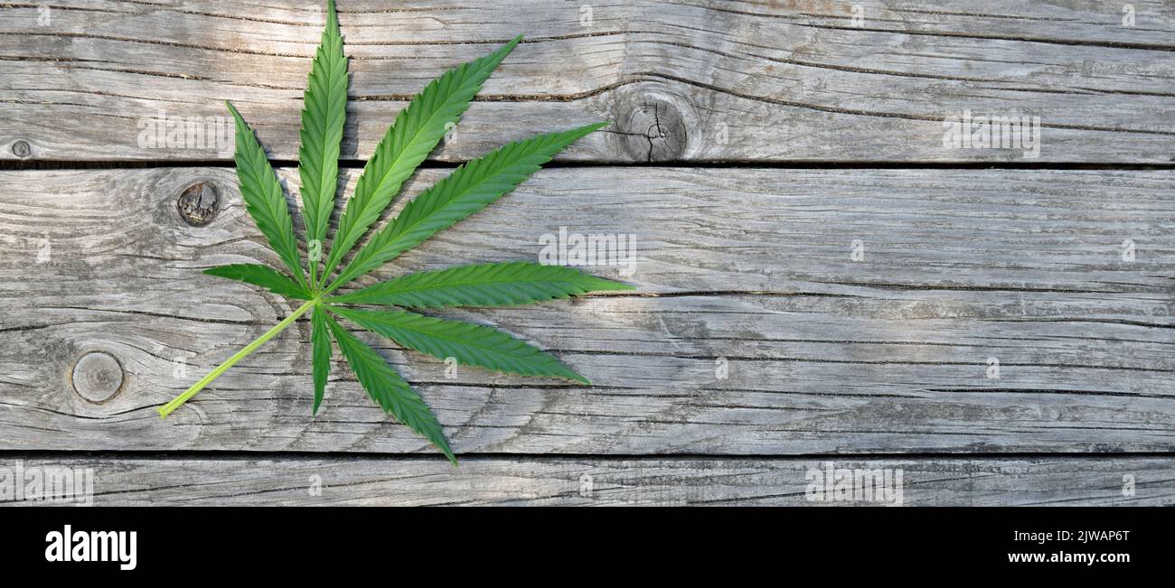 Foglia di marijuana verde su sfondo rustico in legno con spazio copia. Foto Stock