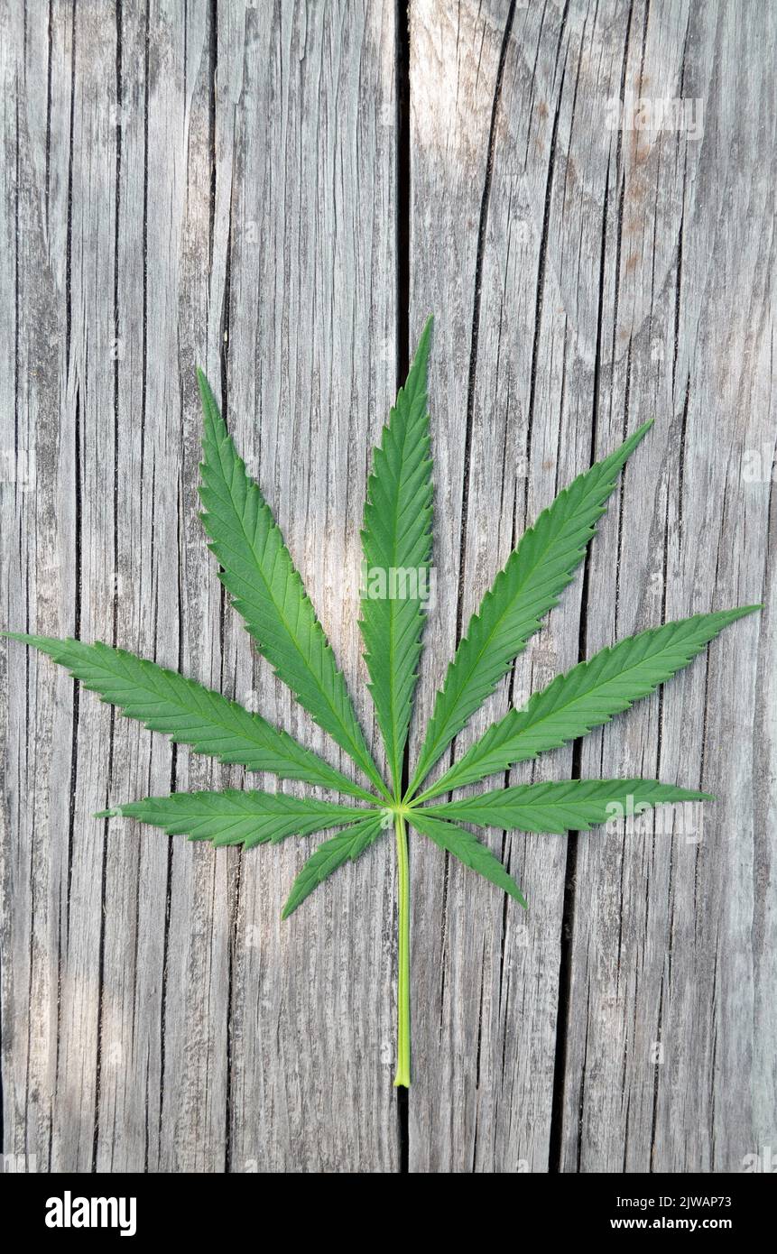 Foglia verde di cannabis su uno sfondo di tessitura di legno con spazio di copia. Foto Stock