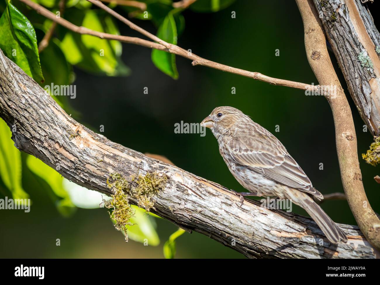 Un finch casa ' Haemorhous mexicanus ' cerca cibo su rami di albero Foto Stock