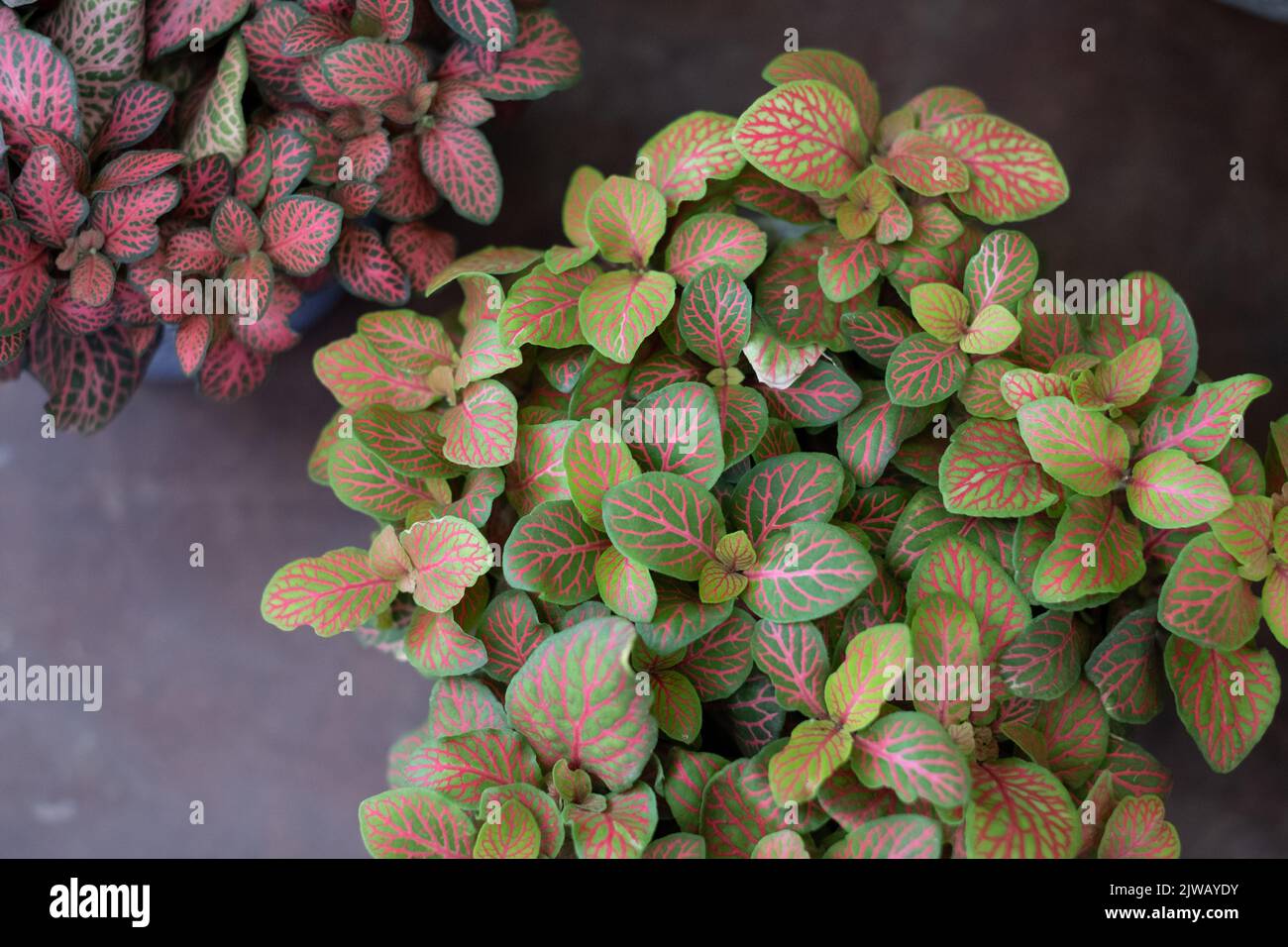 Vista dall'alto di Fittonia, insolita pianta di casa in vaso con attraenti, disegni, foglie. Foto Stock