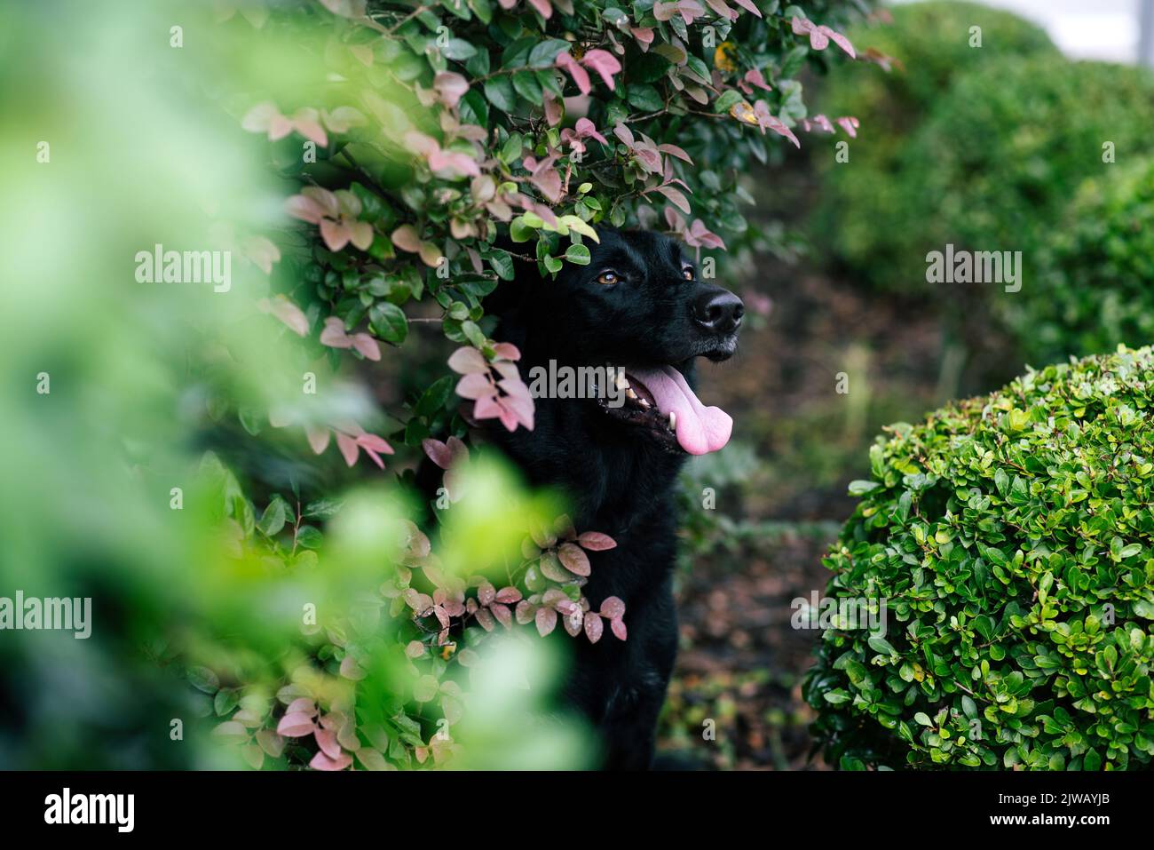 Black German Shepherd Dog, pastore della linea di lavoro. Ritratto di un cane nero in un ambiente urbano in città. Cane all'aperto in un centro città vicino a negozi. Foto Stock