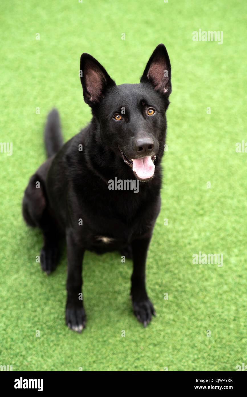 Black German Shepherd Dog, pastore della linea di lavoro. Ritratto di un cane nero in un ambiente urbano in città. Cane all'aperto in un centro città vicino a negozi. Foto Stock