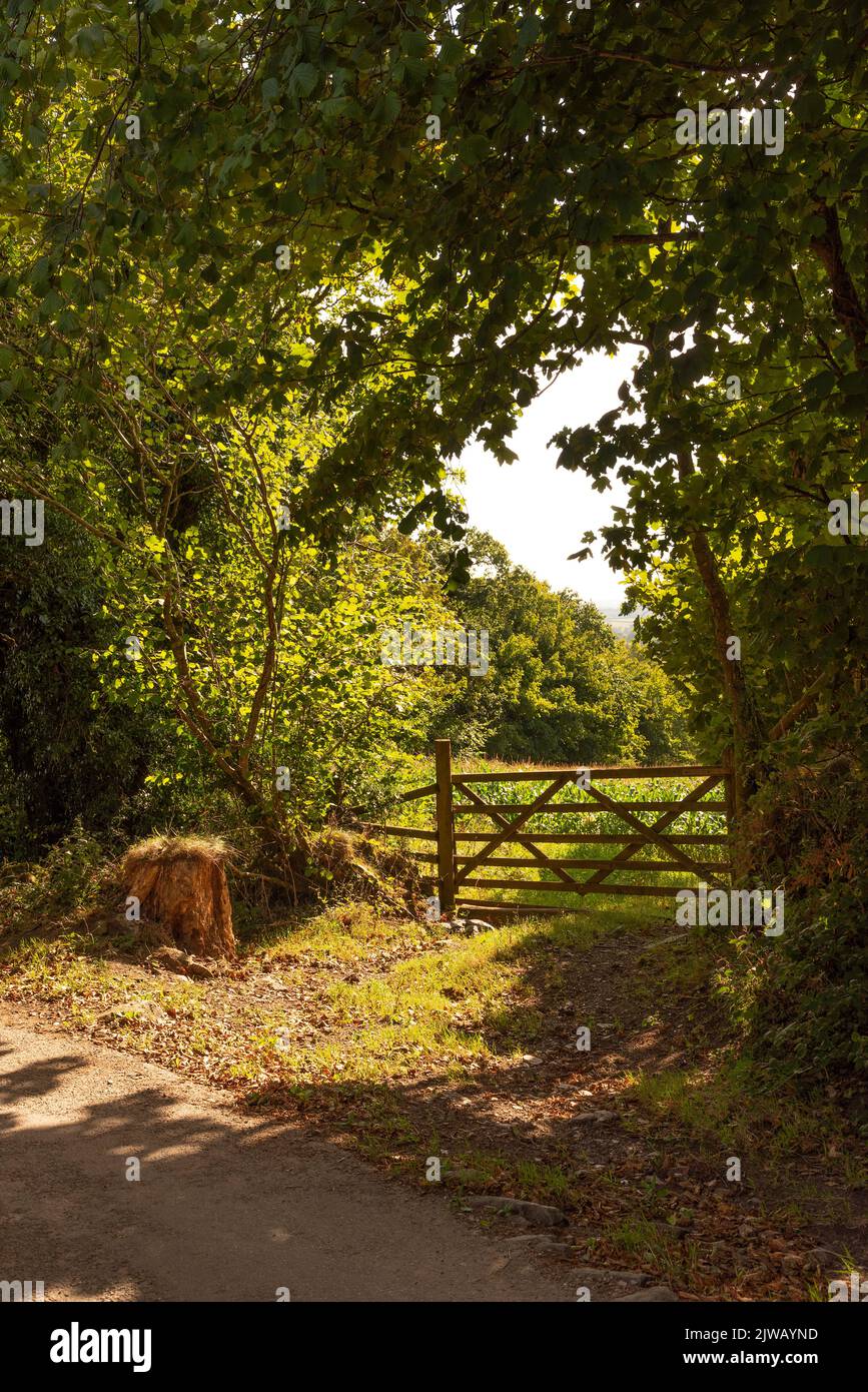 Dartmoor National Park, Devon, Inghilterra, Regno Unito. 2022. Campagna su Dartmoor a poche miglia a nord di Cornwood, Devon. Campo con raccolto di mais che cresce. Foto Stock