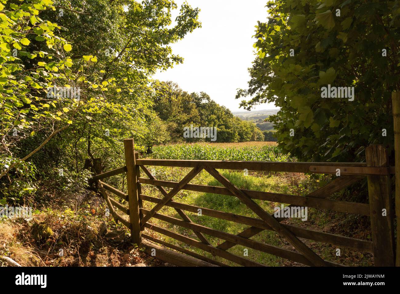 Dartmoor National Park, Devon, Inghilterra, Regno Unito. 2022. Campagna su Dartmoor a poche miglia a nord di Cornwood, Devon. Campo con raccolto di mais che cresce. Foto Stock