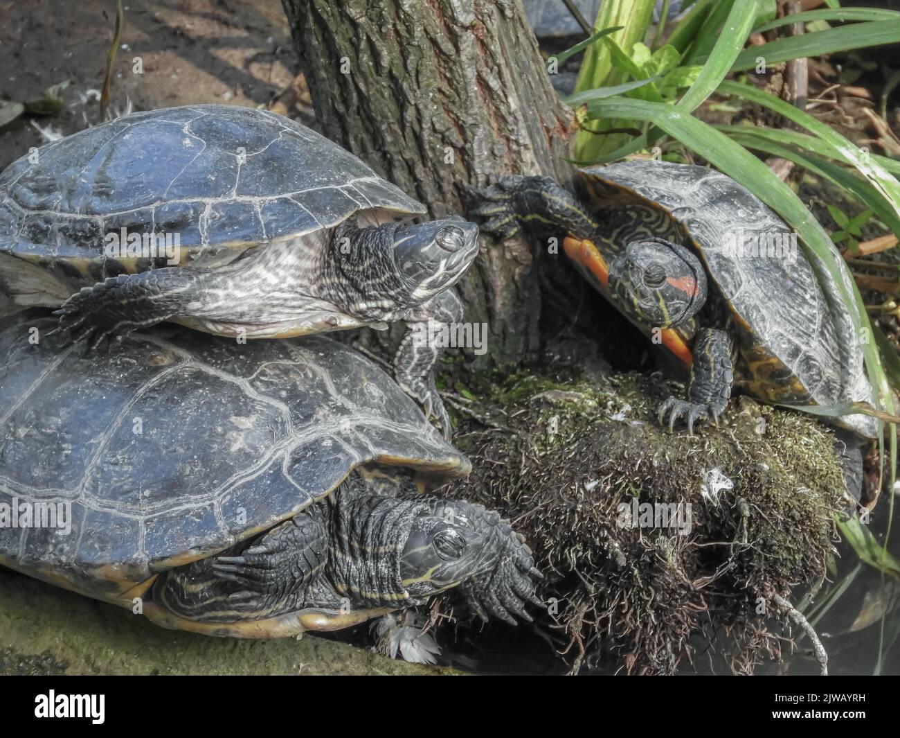 Terapins sedette dormendo e riposandosi a fianco di uno stagno Foto Stock
