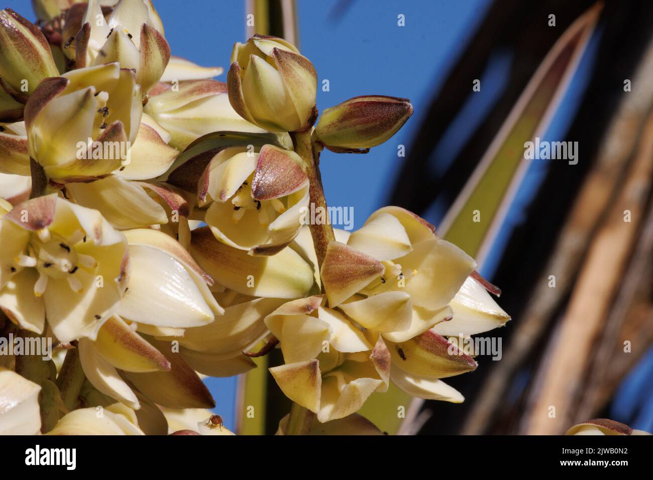 La panicola a fiori bianchi di Yucca Schidigera, Asparagaceae, originaria delle montagne di Cottonwood, del deserto di sonora, della primavera. Foto Stock