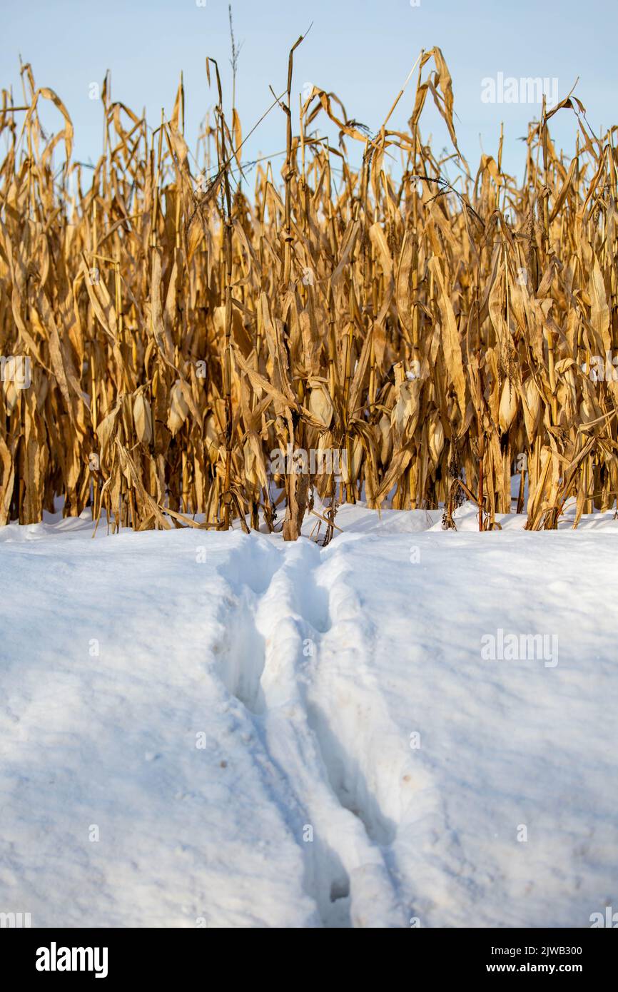 I cervi dalla coda bianca si snodano nella neve del Wisconsin uscendo da un campo di mais, verticale Foto Stock