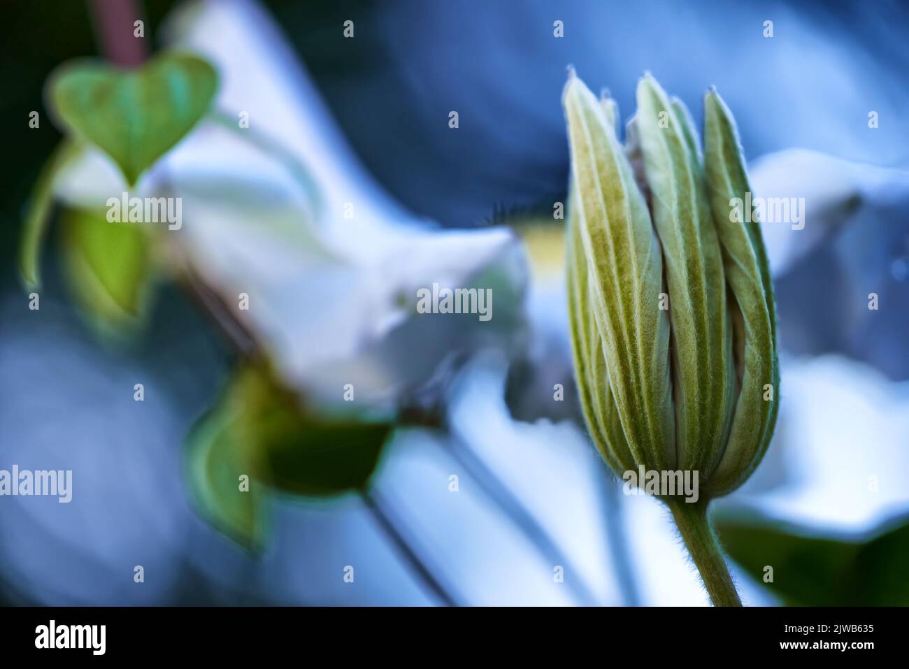 Clematis bianco Foto Stock