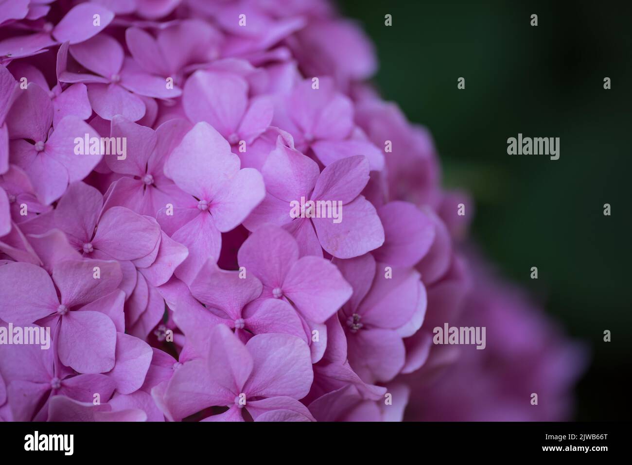 Ortensia Foto Stock