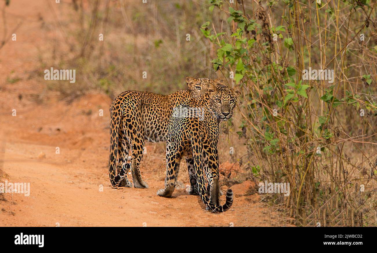 Leopardi dello Sri Lanka in natura Foto Stock