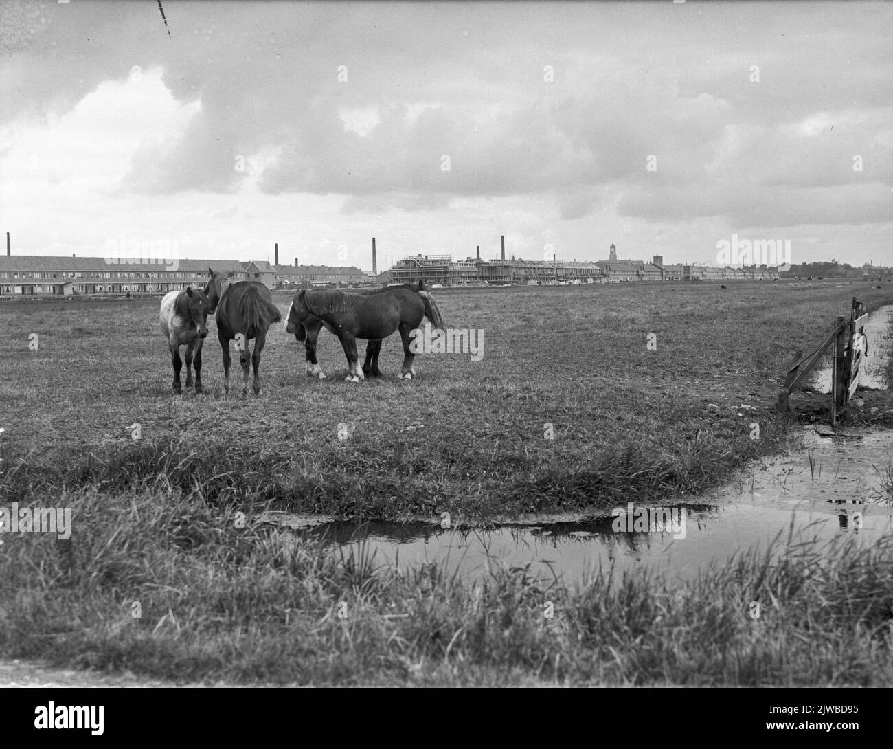 Vista dei prati del polder Hoograven in Jutphaas, con alcuni cavalli e sullo sfondo le case in costruzione su Hooft Graaflandstraat.n.b. Questa parte di Jutphaas è il 1 gennaio 1954 Unito al comune di Utrecht. Foto Stock
