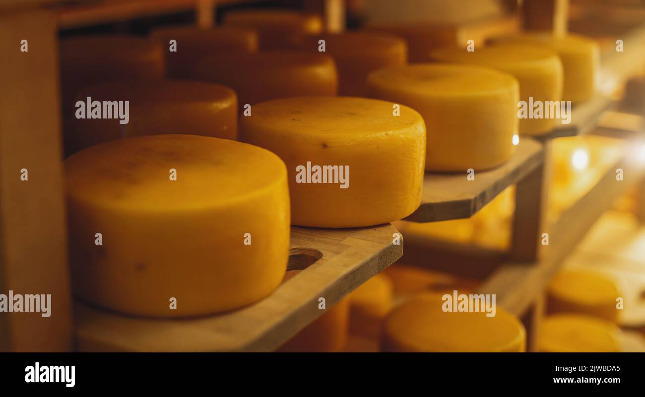 Cheeseheads con stendersi sugli scaffali del deposito per la maturazione. Il concetto di produzione di formaggi e latticini europei Foto Stock