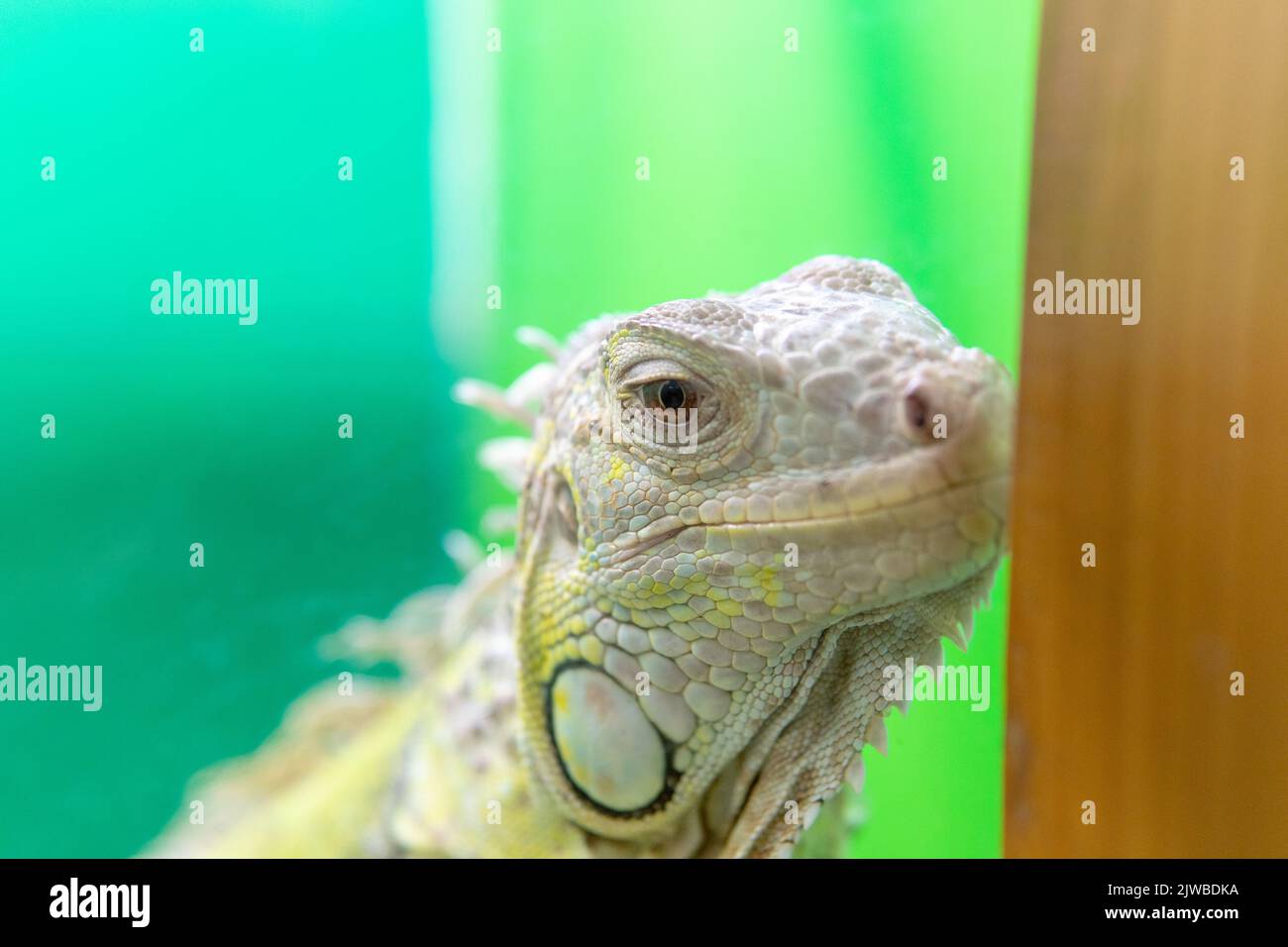 Lucertola animale rettile selvaggio primo piano iguana fauna tropicale colore, dalla natura drago da vecchio per l'acqua urbana, attacco di drago. Cheratina frilly giocattolo Foto Stock