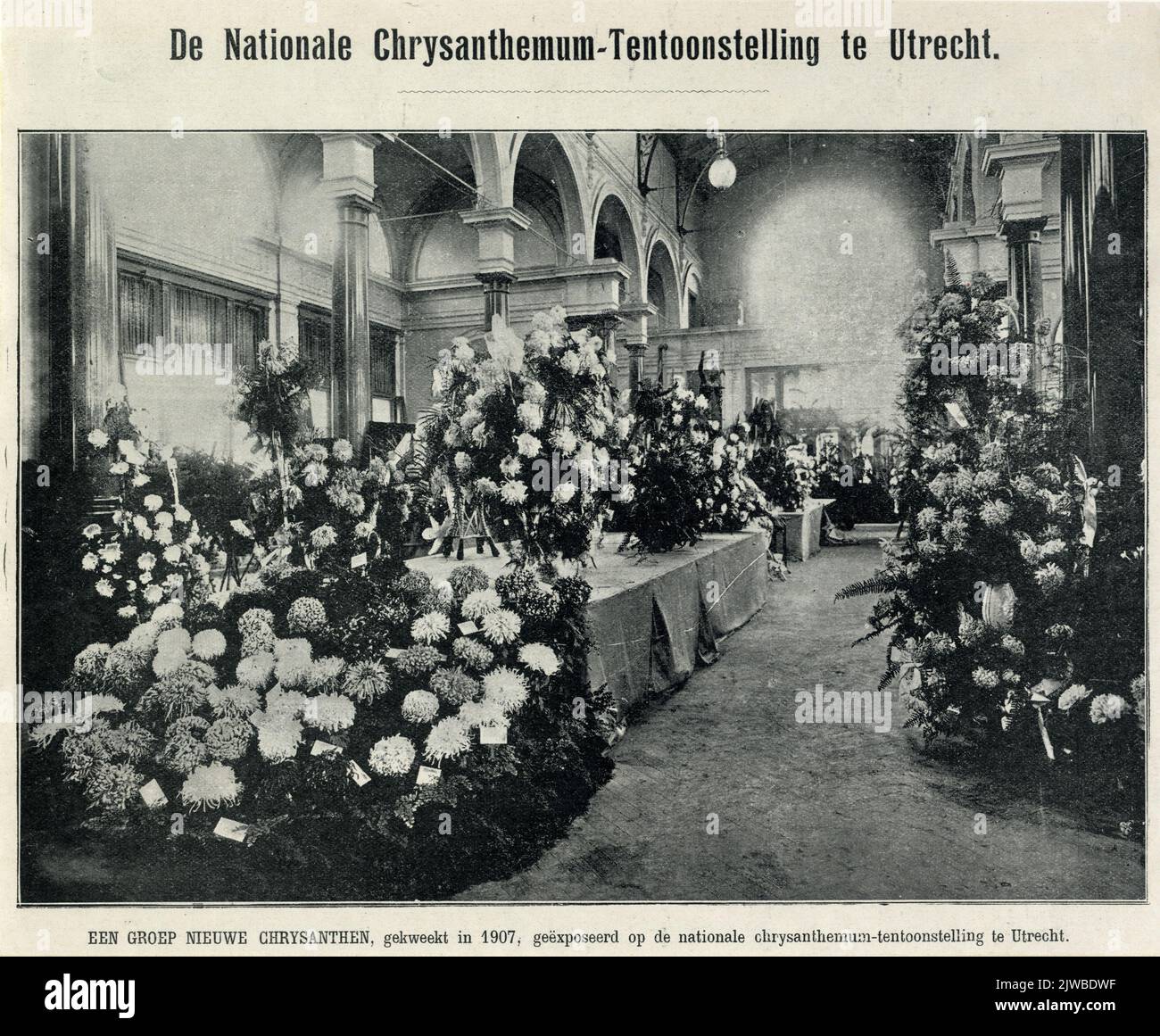 Un gruppo di nuovi Chrysanthen, coltivati nel 1907, ha esposto alla mostra Nazionale Chrysanthemum di Utrecht. Foto Stock