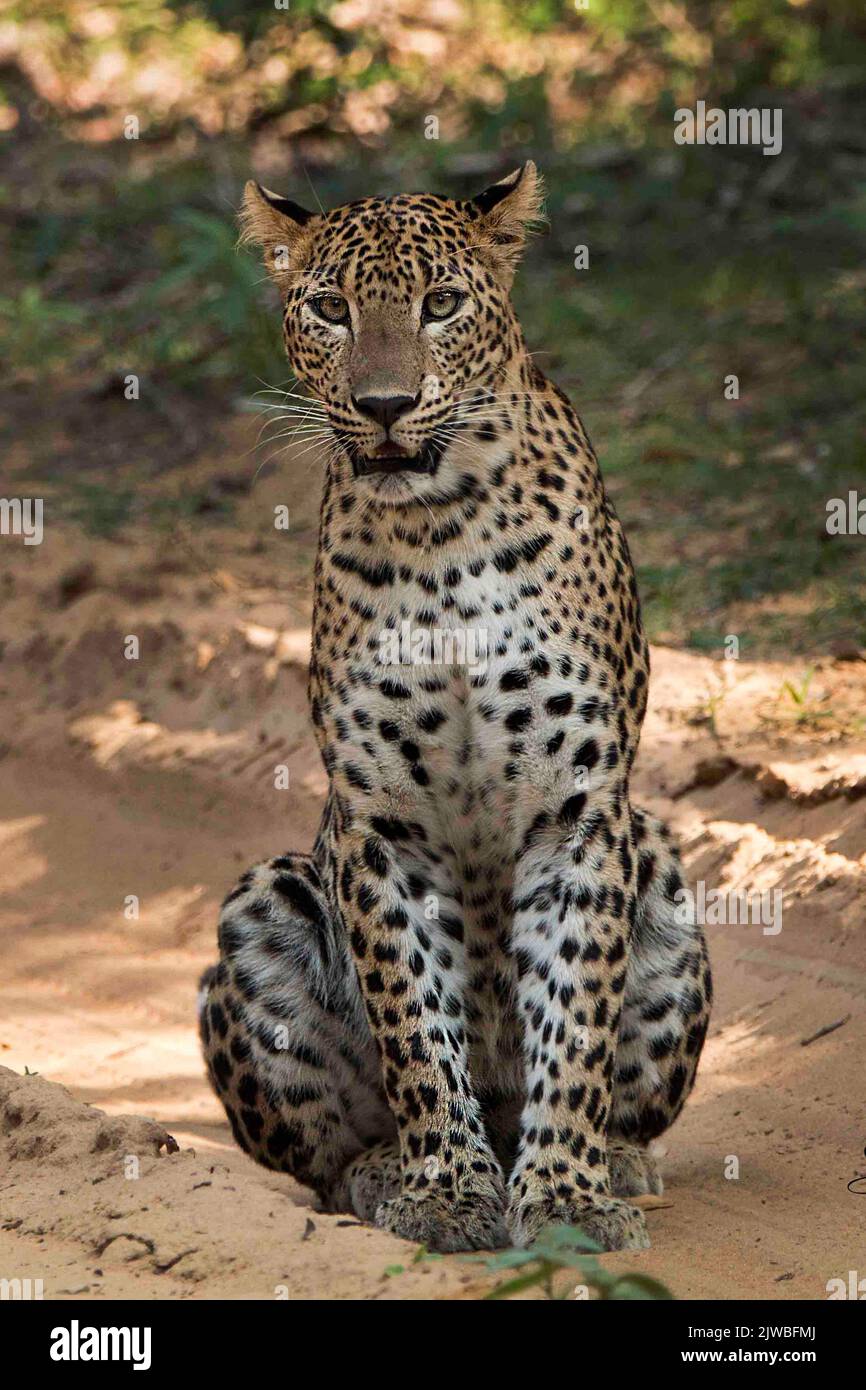 Leopardi dello Sri Lanka Foto Stock