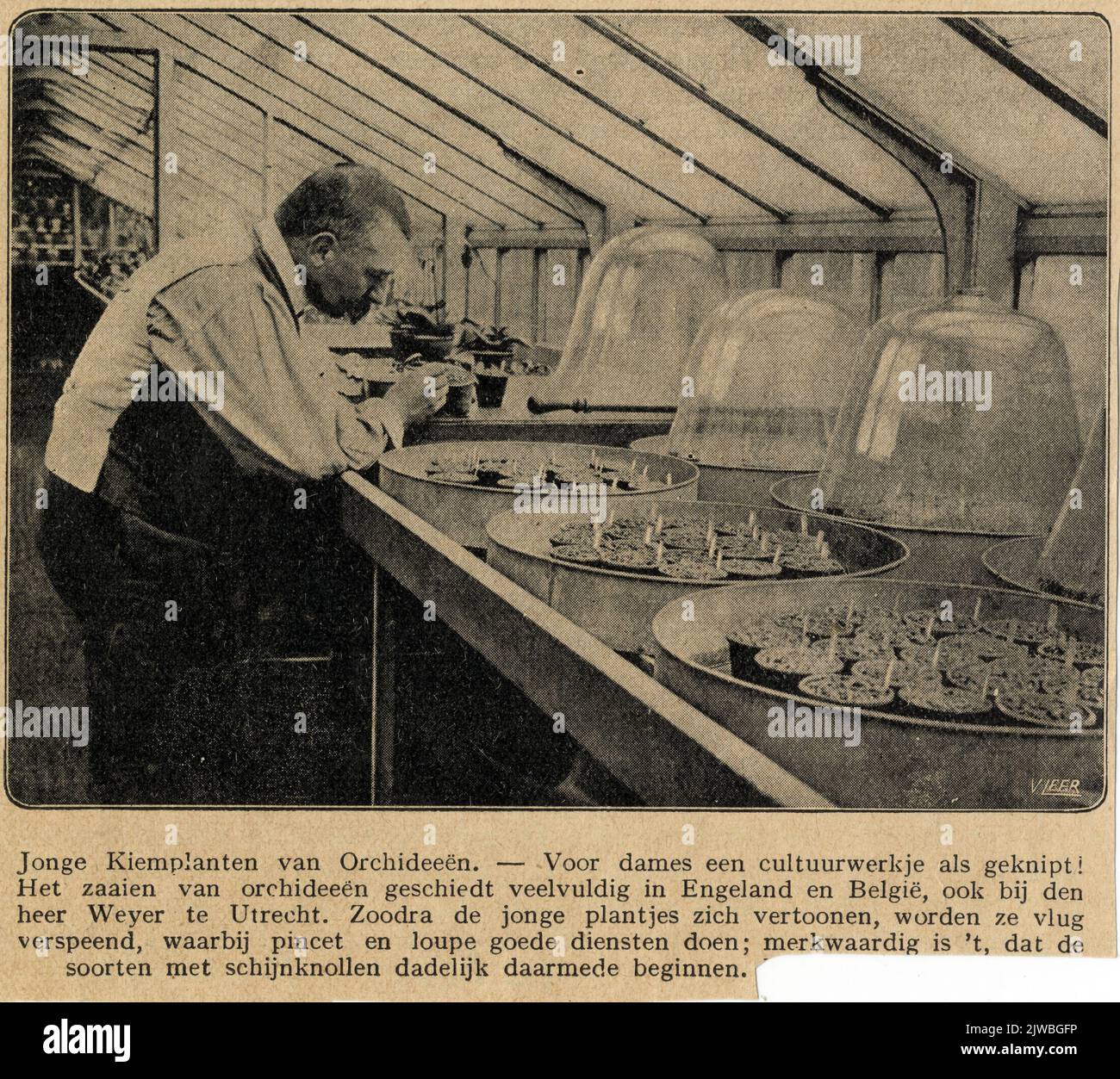 Immagine del fiorista L.H. Weijer durante il trapianto di orchidee nella serra del suo vivaio (Abstederdijk 333) a Utrecht. Foto Stock