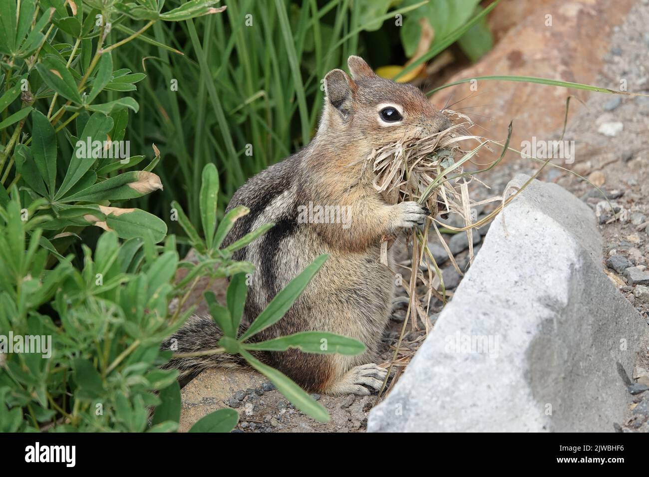 Cascade scoiattolo al suolo dal maniero dorato con materiale di nidificazione nel Parco Nazionale del Monte Rainier Foto Stock