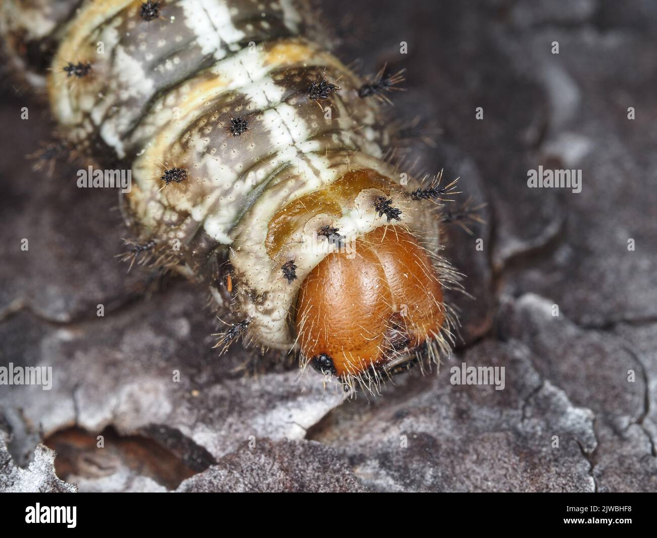 Caterpillar identificata come larva di Pandora (Coloradia pandora), su una corteccia di alberi in Oregon, Stati Uniti Foto Stock