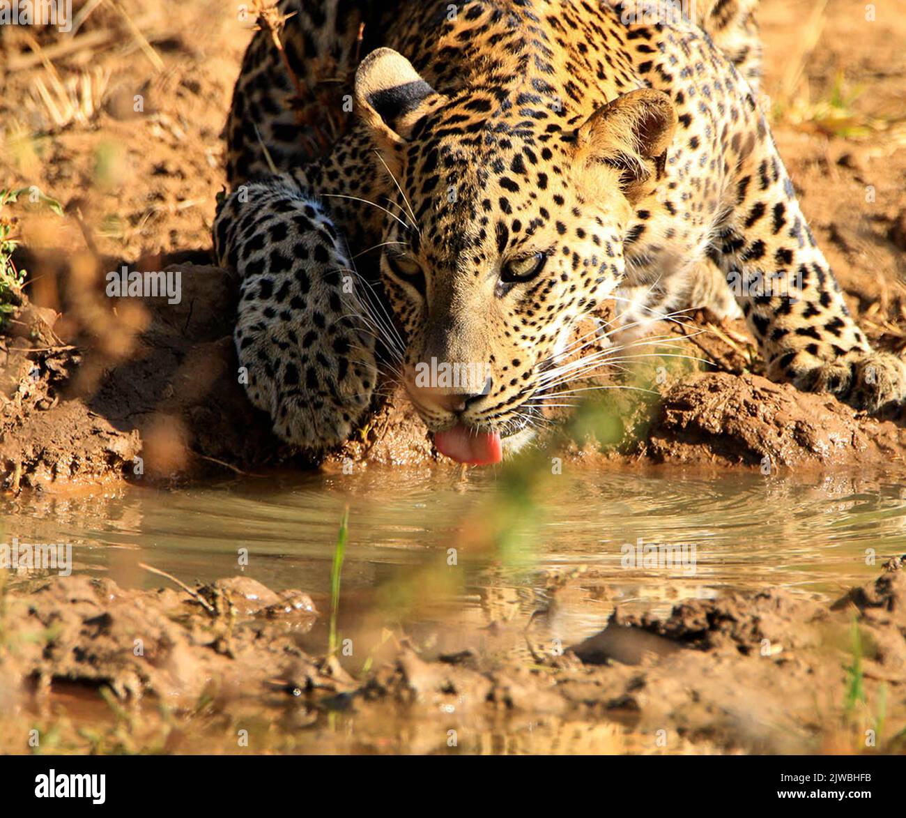 Leopardo dello Sri Lanka Foto Stock