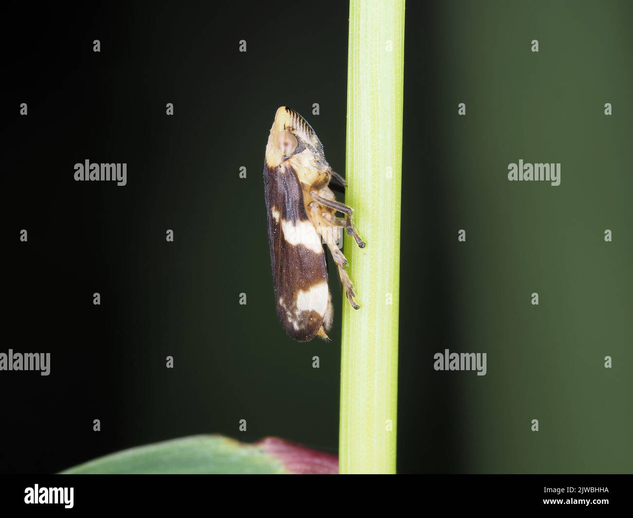Spittlebug - probabilmente Philaenus spumarius - nello stato di Washington, USA Foto Stock