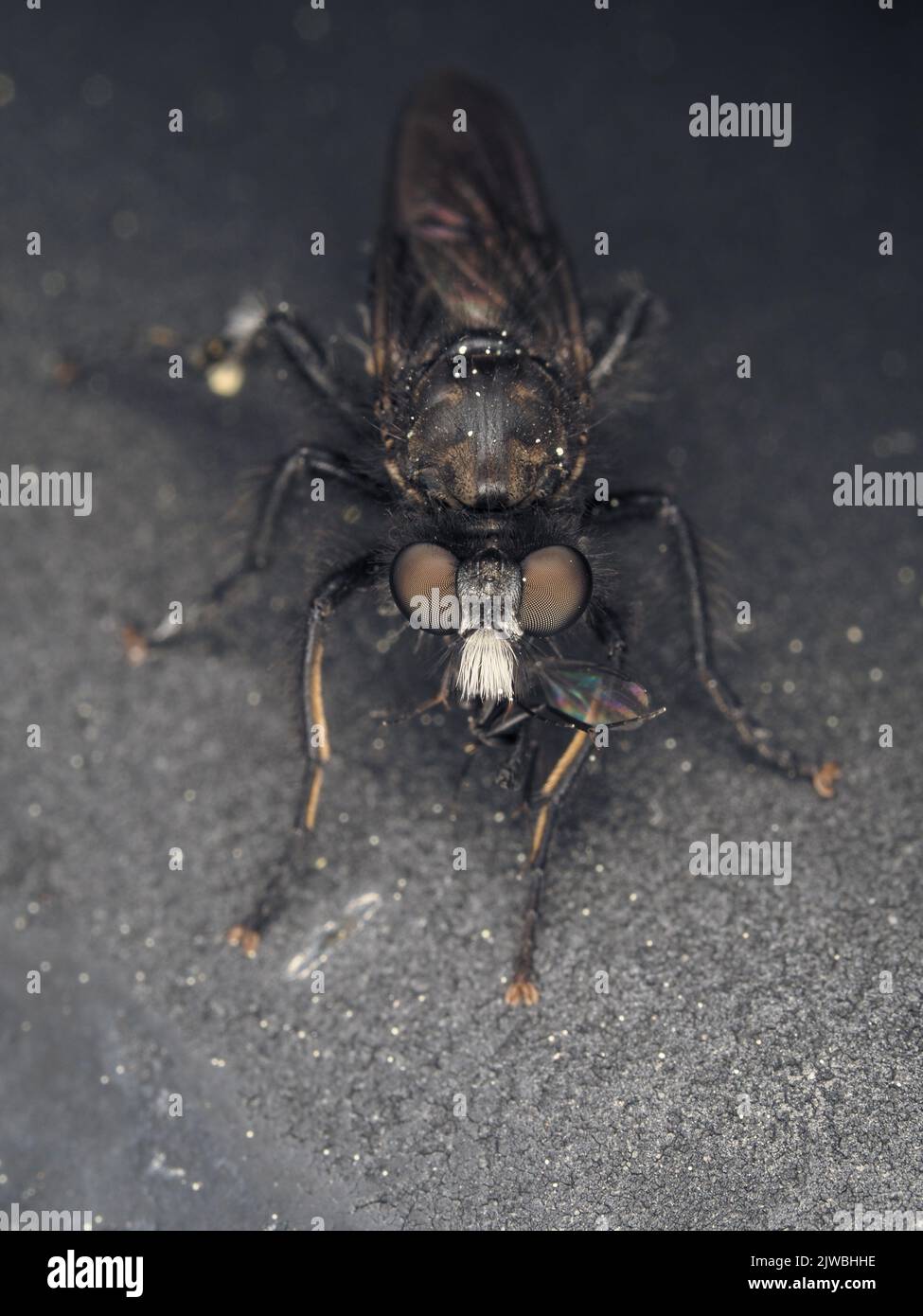 Robber fly (Asilidae) con la preda Foto Stock