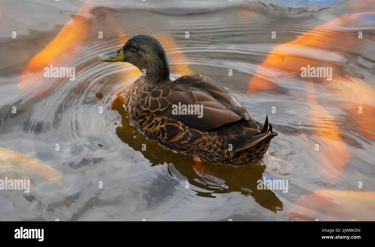 Mallard anatra con pesce koi Foto Stock