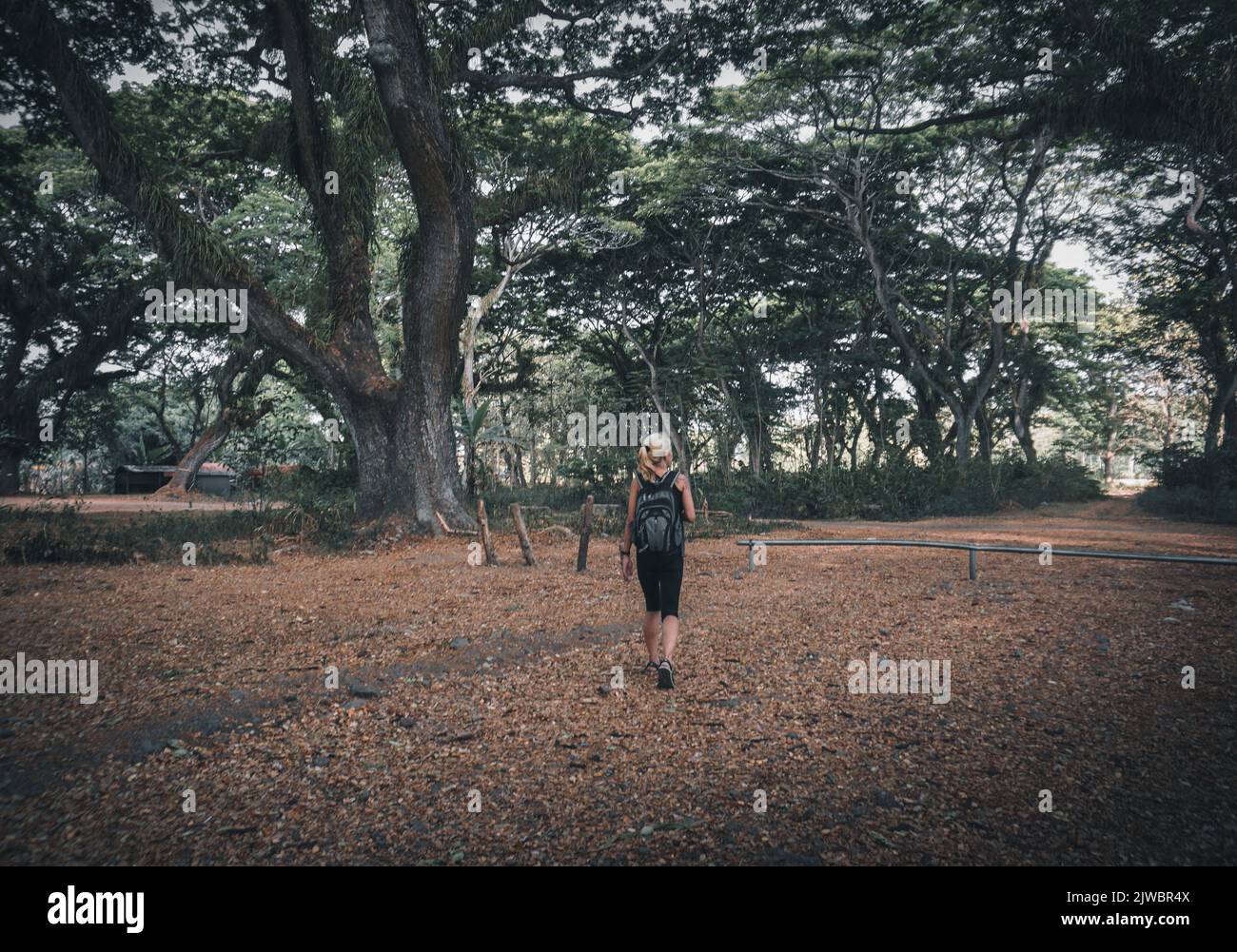 Una donna che visita la foresta Djawatan a Banyuwangi City, Indonesia. Foto Stock