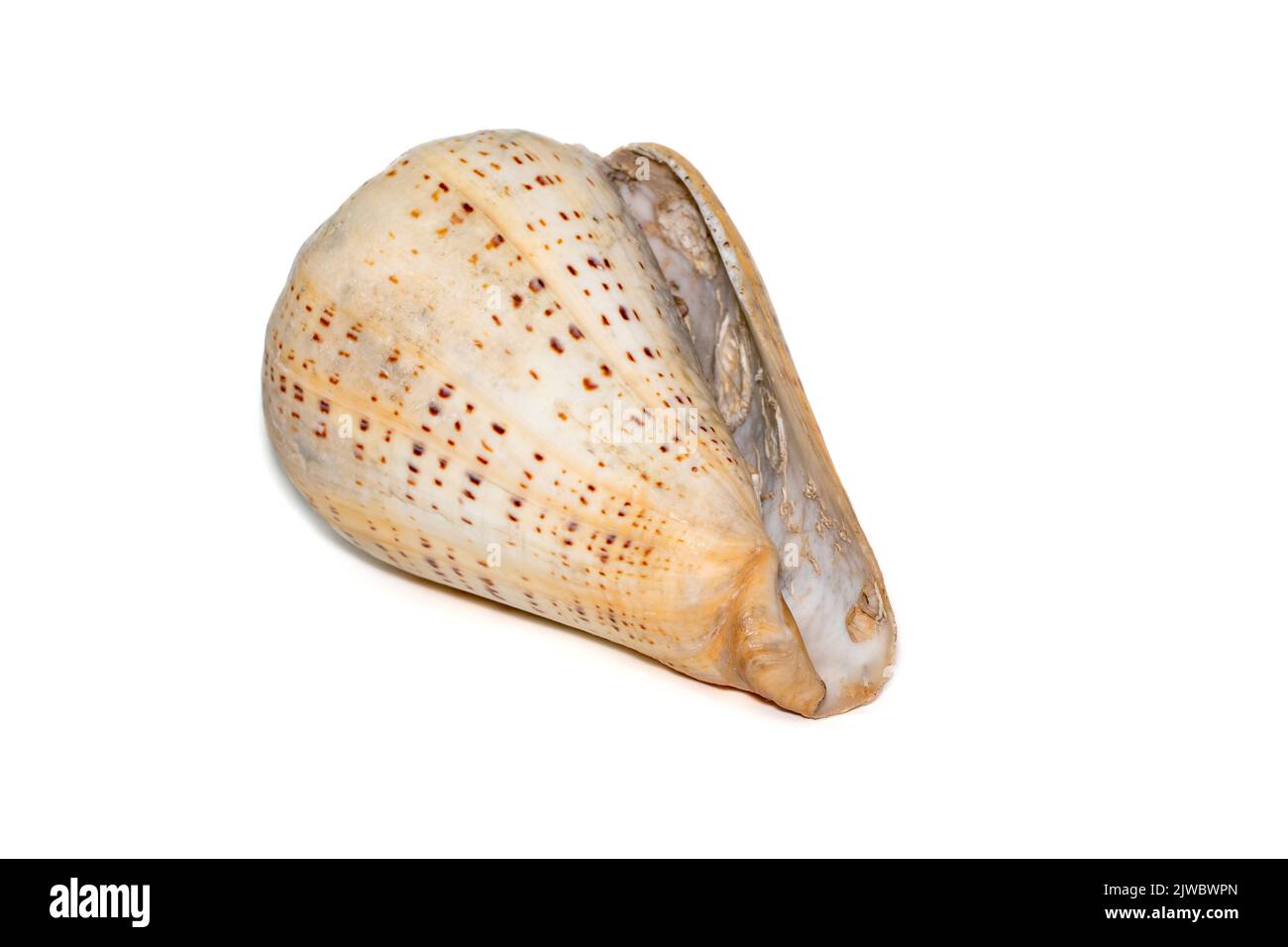 Conus betulinus, nome comune il cono di betulina, è una specie di lumaca di mare, un molluschi gasteropodi marini della famiglia dei Conidae, le lumache di cono e le loro Foto Stock