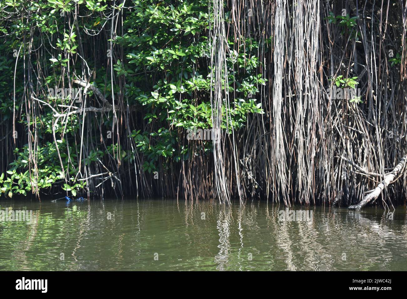 Il Madu River Safari e' un'attivita' popolare che deve essere nella lista delle cose da fare di ogni rispettabile portiere di vacanza dello Sri Lanka. Questa indimenticabile attività dura più di due ore e offre al visitatore la possibilità di percorrere i passaggi segreti attraverso le foreste di mangrovie e vedere l'ecologia. Madu Ganga è un corso d'acqua minore che ha origine vicino Uragasmanhandiya nel distretto di Galle dello Sri Lanka, prima di ampliarsi nel lago Madu Ganga a Balapitiya. Il fiume scorre poi per altri 4,4 km prima di scolare nell'Oceano Indiano. Si trova a 88 km a sud di Colombo e a 35 km a nord di Galle. Sri Foto Stock