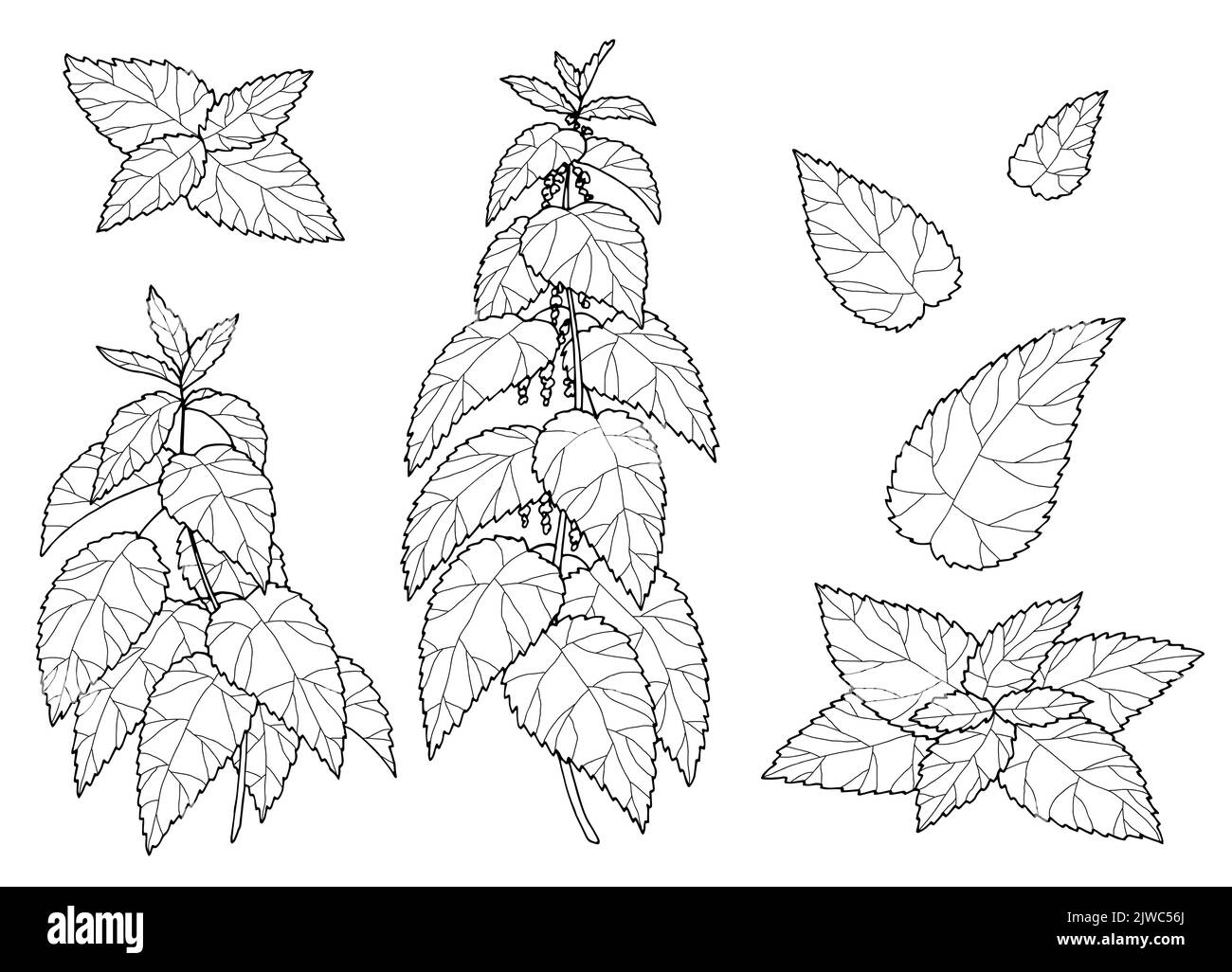Ortica pianta grafica nero bianco isolato disegno vettore di illustrazione Illustrazione Vettoriale