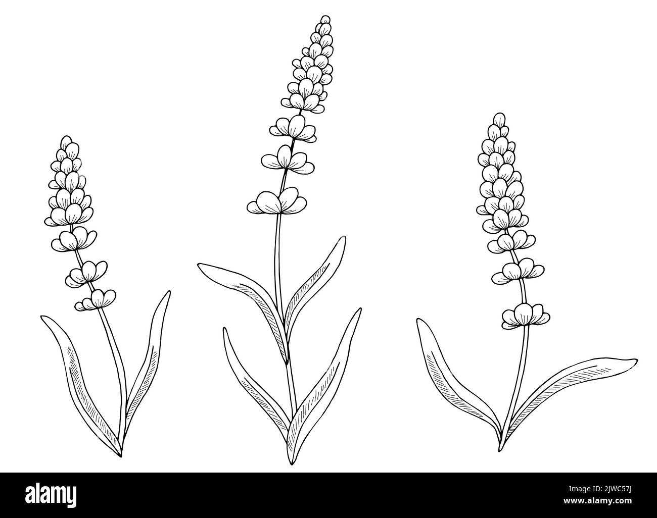 Lavanda fiore grafica nero bianco isolato schizzo vettore di illustrazione Illustrazione Vettoriale