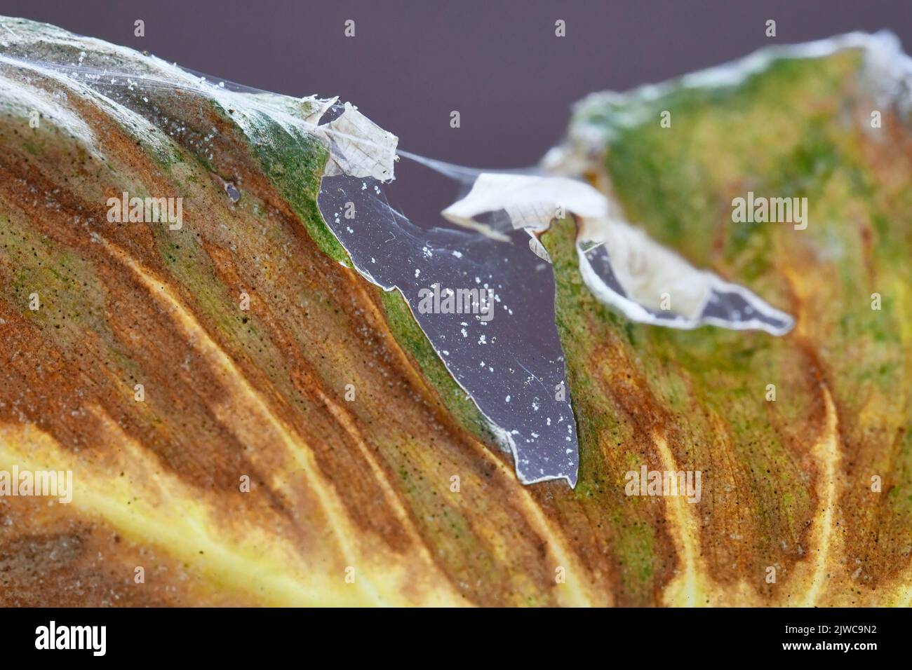 Ragno acari pesti con infettare foglia malata di Philodendron houseplant con la rete Foto Stock