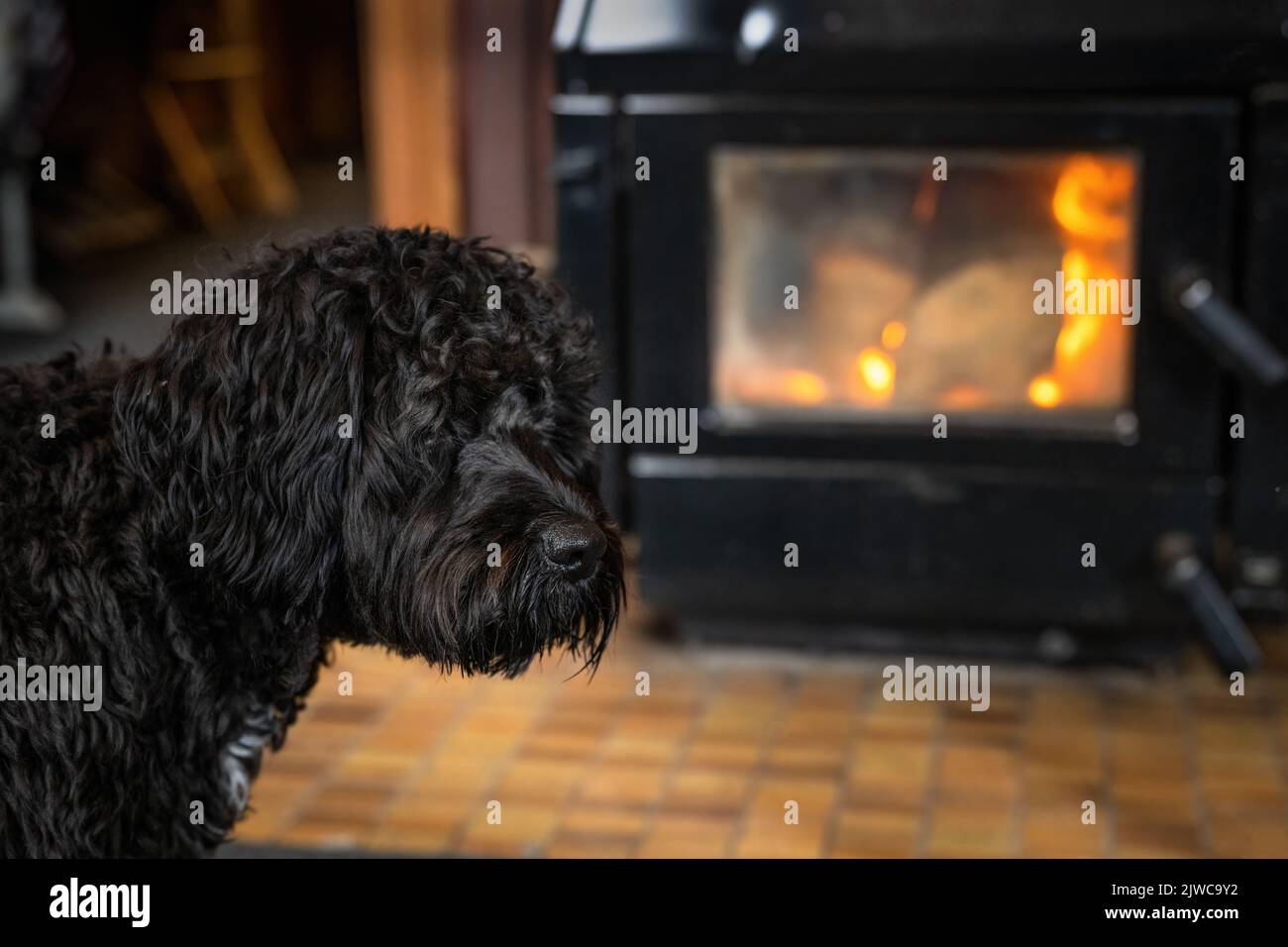 Un cane nero di fronte a un camino in una casa accogliente Foto Stock