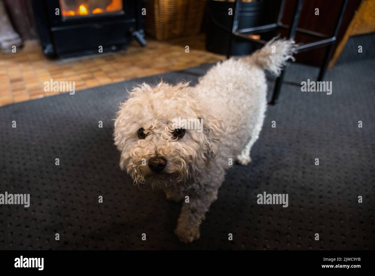 Un piccolo cane riccio bianco che cammina accanto al camino, concetto di casa calda. Foto Stock