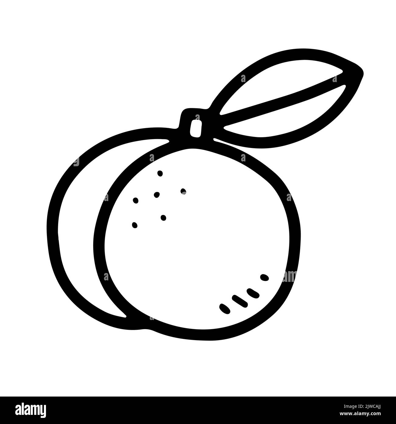 Pesca tropicale linea Doodle. Frutta esotica naturale fresca disegnata a mano isolata su sfondo bianco. Delineare sano cibo vegetariano, vitamina, delizioso o. Illustrazione Vettoriale