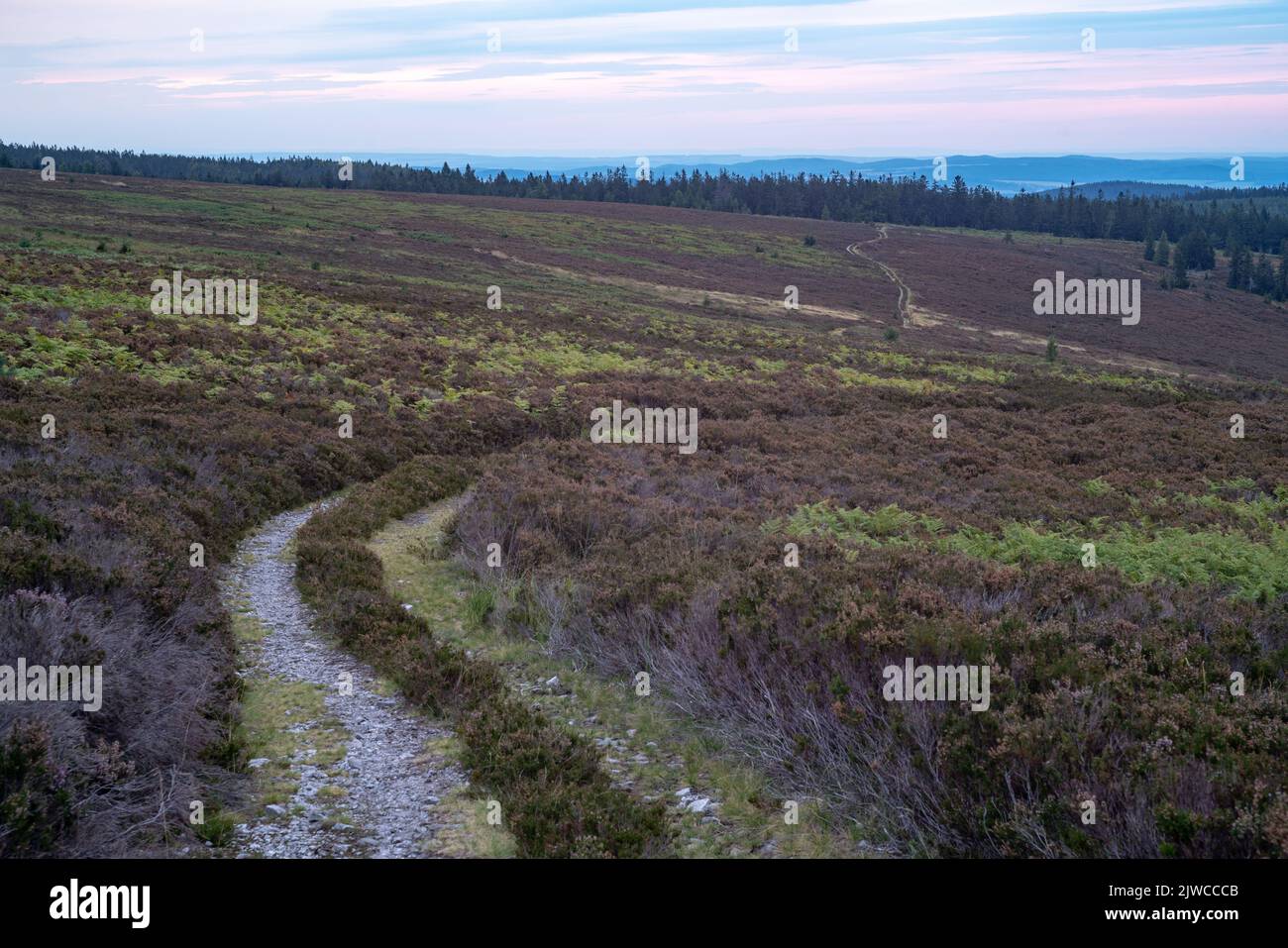 Una strada forestale tortuosa che attraversa l'ex gamma di artiglieria a Tok, la cima più alta di Brdy MTS., Czechia. Una scena serale. Foto Stock
